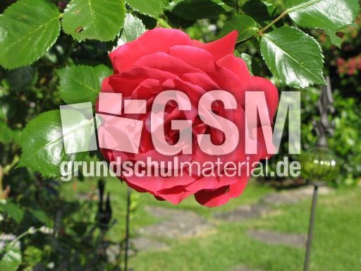 Kletterrose-Santana rot.jpg